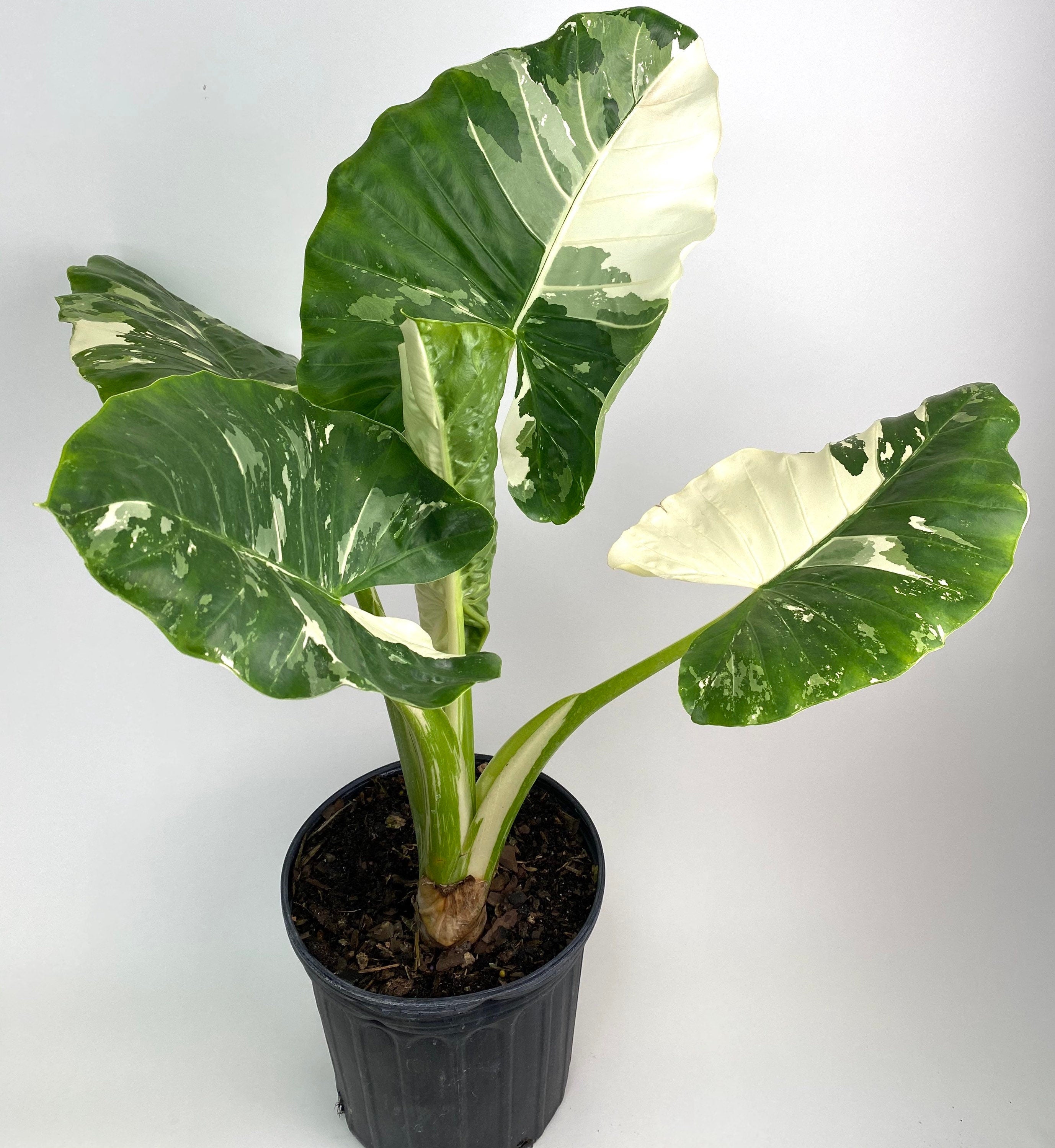 Hot Alocasia Macrorrhiza Variegated