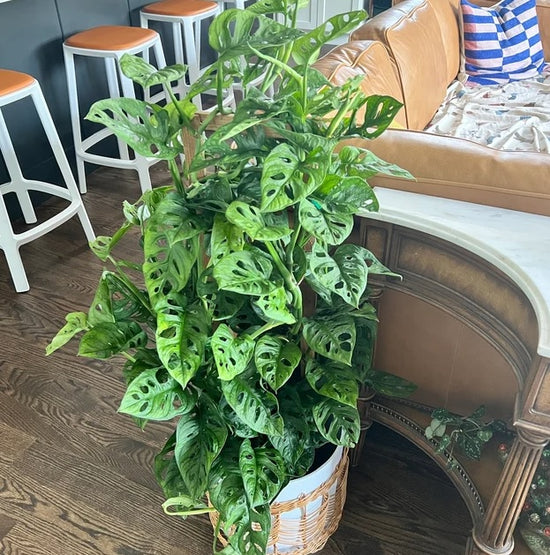 Monstera Adansonii Swiss Cheese Vining Climbing in Trellis Eureka Farms