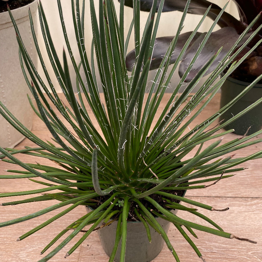 A compact Agave Geminiflora plant with needle-like leaves and copper tips, forming a neat globe shape. 1gal Nursery Pot 1-2ft High.
