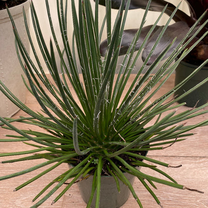 A compact Agave Geminiflora plant with needle-like leaves and copper tips, forming a neat globe shape. 1gal Nursery Pot 1-2ft High.