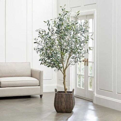 Arbequina Olive Tree Olea Europaea