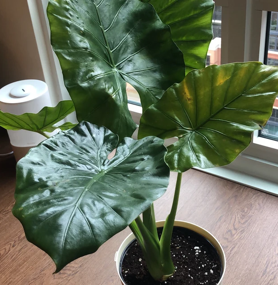 Alocasia Borneo Giant Elephant Ear, Live Tropical Plant. – Eureka Farms