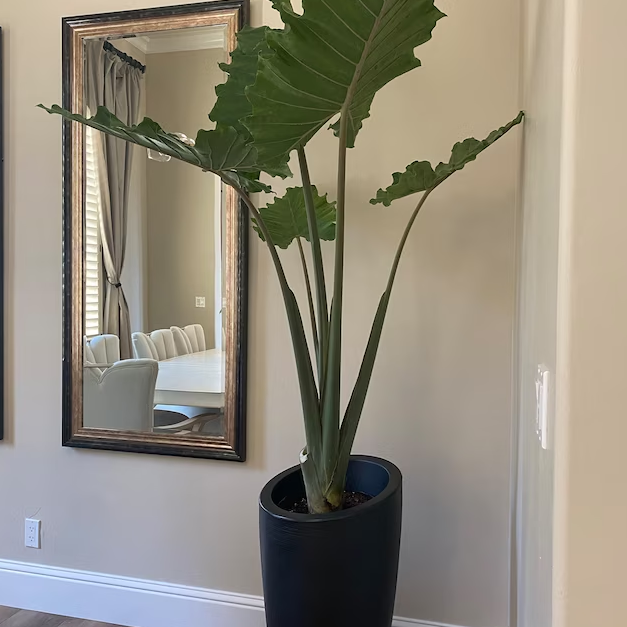 Alocasia Calidora, Elephant Ears, Live Tropical Plant inside house