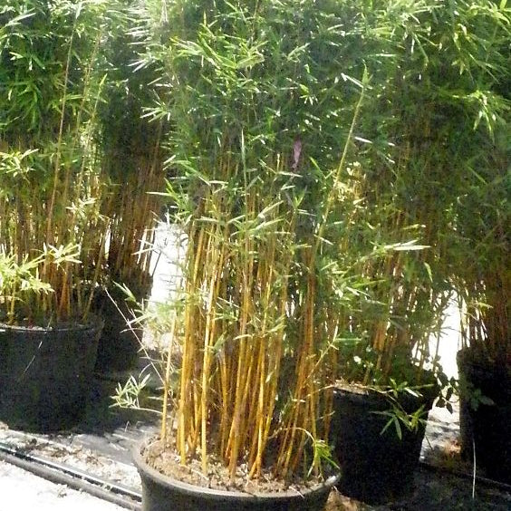 Alphonse Karr Bamboo, Bambusa multiplex