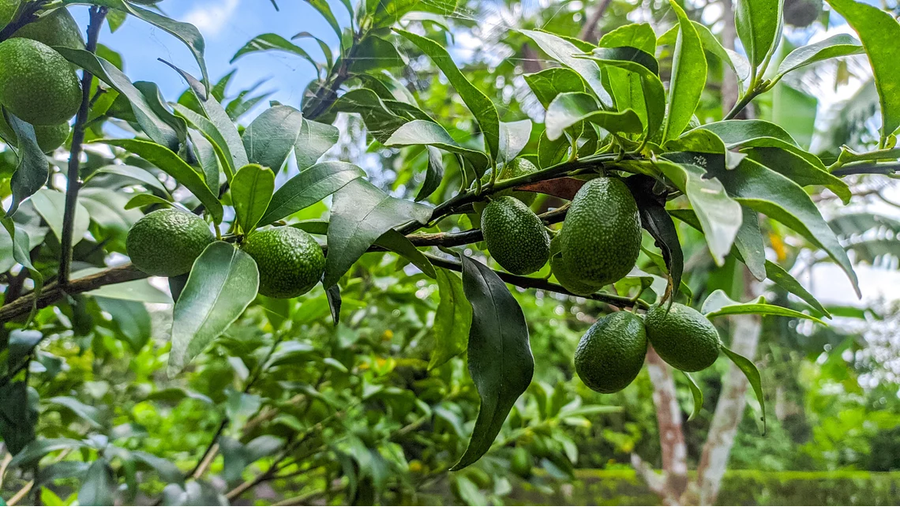 Simmonds Avocado Fruit Tree, Persea Americana