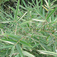 Silverstripe Bamboo Bambusa multiplex