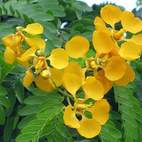 Bulnesia Arborea, Verawood Flowering Tree