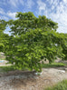 Bulnesia Arborea, Verawood Flowering Tree | Eureka Farms