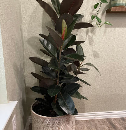 Ficus Rubber Tree Burgundy Tree Form Double