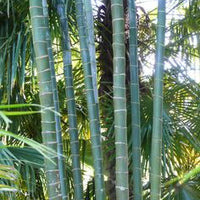 Cabada Palm, Exotic and Rare