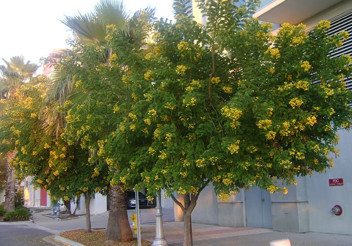 Cassia Senna Surattensis Polyphylla Tree outside view