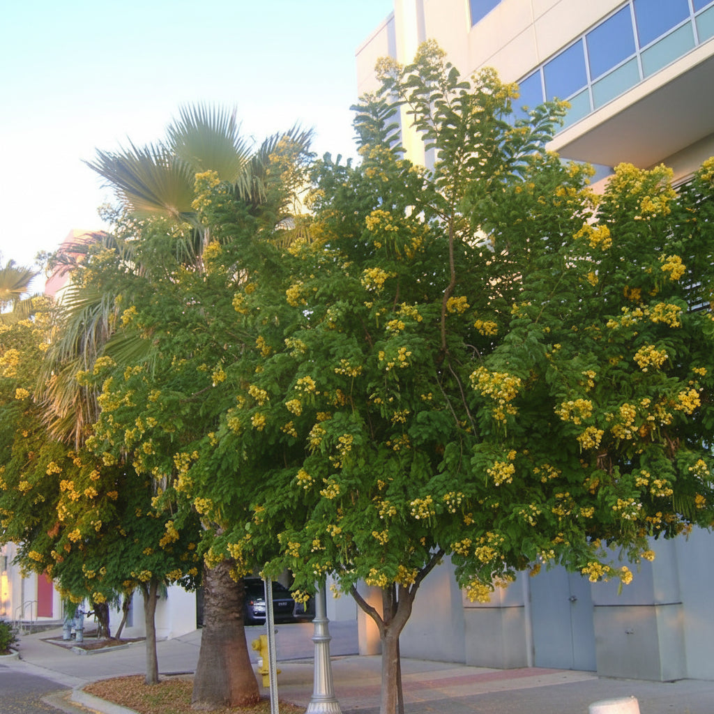 Mature Cassia Senna Surattensis Yellow Flower Tree, featuring a lush, rounded canopy of bright green foliage beautifully contrasted with clusters of vibrant yellow blooms, standing outdoors in an urban landscape setting along a paved walkway, showcasing its stunning floral display and potential as a striking street tree or garden focal point.