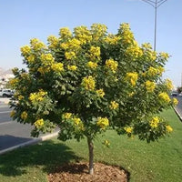 Cassia Senna Surattensis Polyphylla Tree