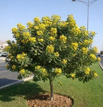 Cassia Senna Surattensis Polyphylla Tree