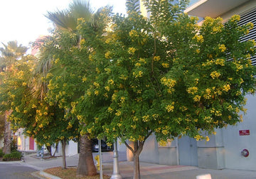 Cassia Senna Surattensis Polyphylla Tree