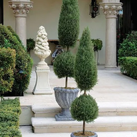 Topiary Trees, Classic Form Blue Point Juniper