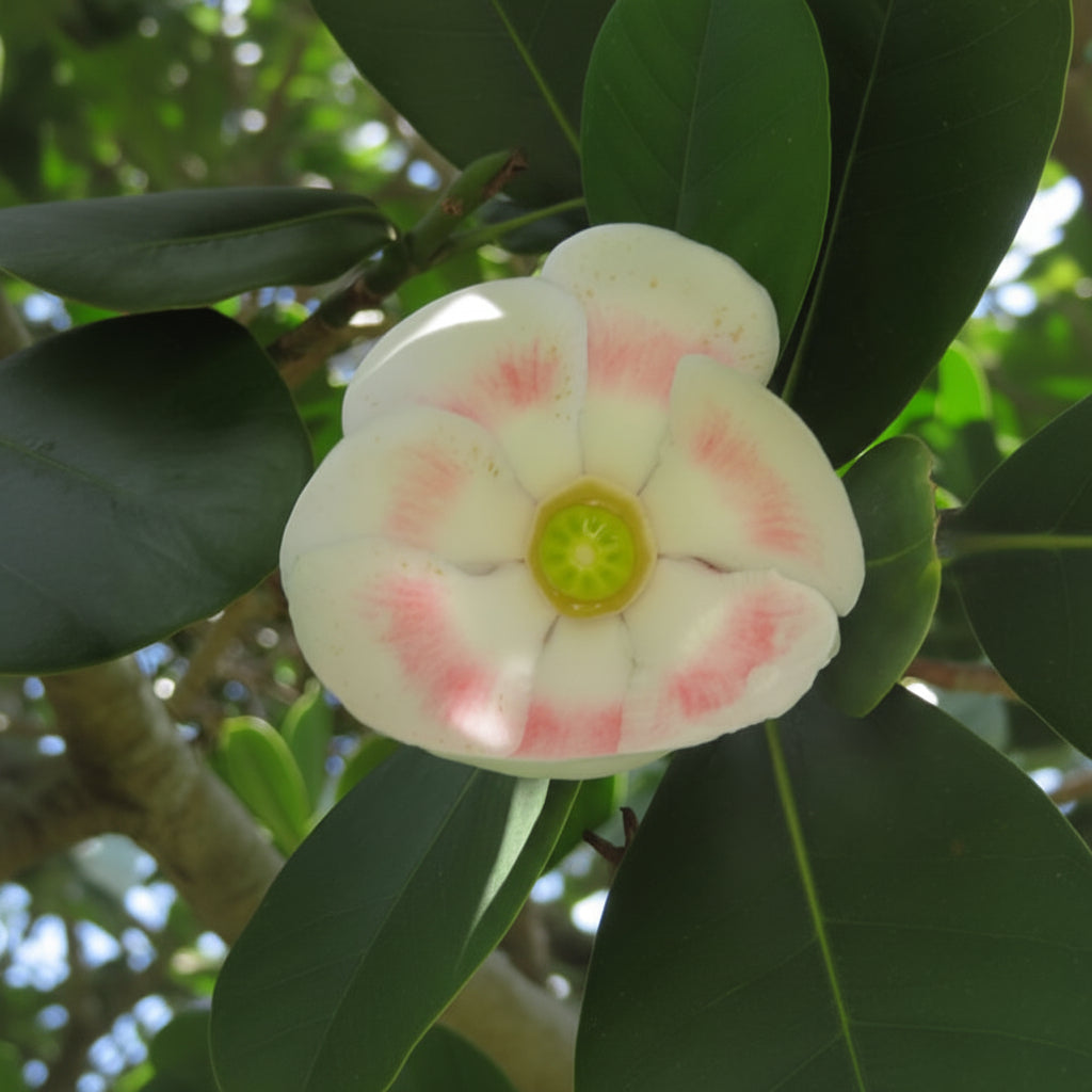 Clusia Rosea Pitch Apple Tree Form