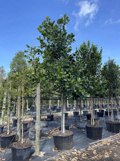 multiple Clusia Rosea Pitch Apple Tree Form outside