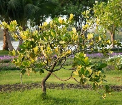 Clusia Guttifera Tree Form Variegated