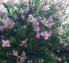 Crape Myrtle Muskogee Tree Purple