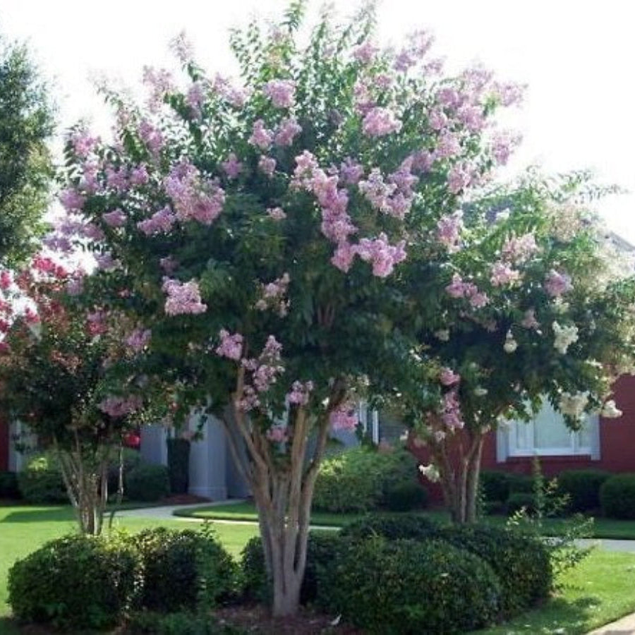A mature Muskogee Crape Myrtle tree showcasing a broad, multi-trunked canopy covered in delicate lavender-purple blooms