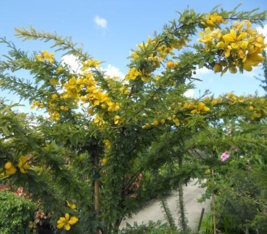 Desert Cassia Senna Polyphylla Tree