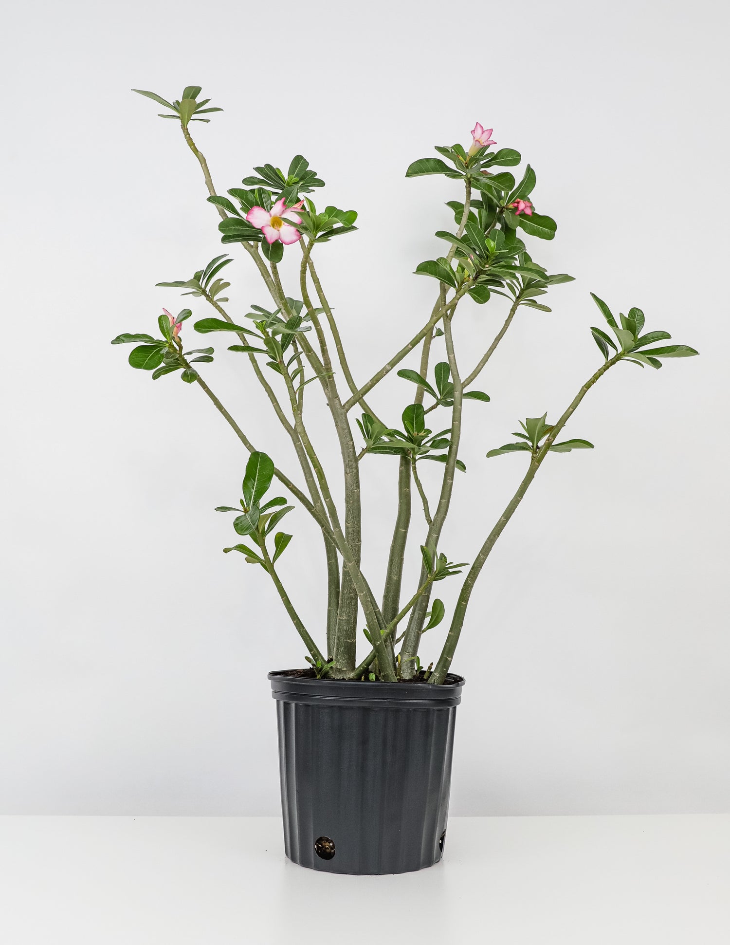 Desert Rose, Adenium obesum, Pink Flowers