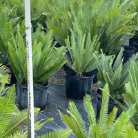 Dioon Edule Mexican Fern Palm