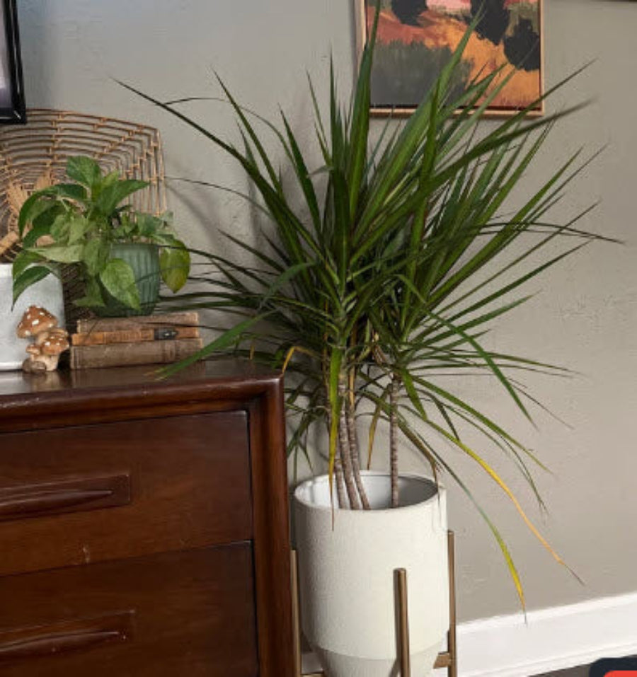 An indoor setting featuring a potted Dracaena Dragon Tree