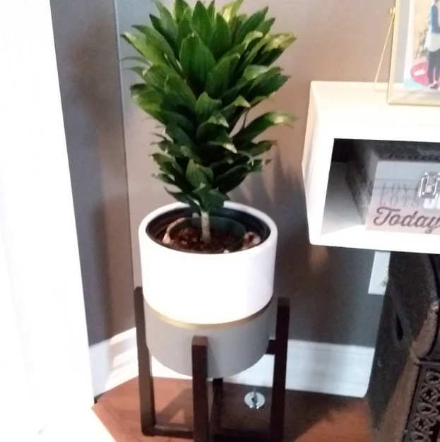 Dracaena Janet Craig Compacta Bush