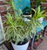 Buy Dracaena Reflexa Dragon Tree | Eureka Farms