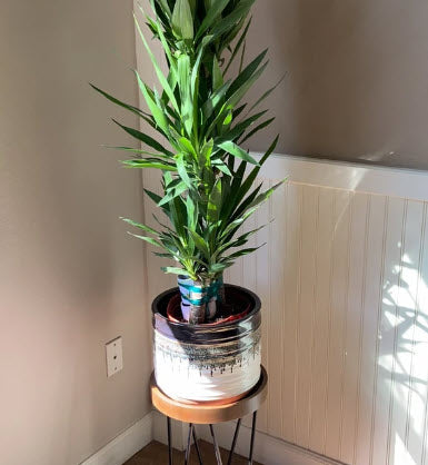 white growth on soil indoor plant Dracaena Yucca Cane, Yucca Gigantea 3 Stem Staggered