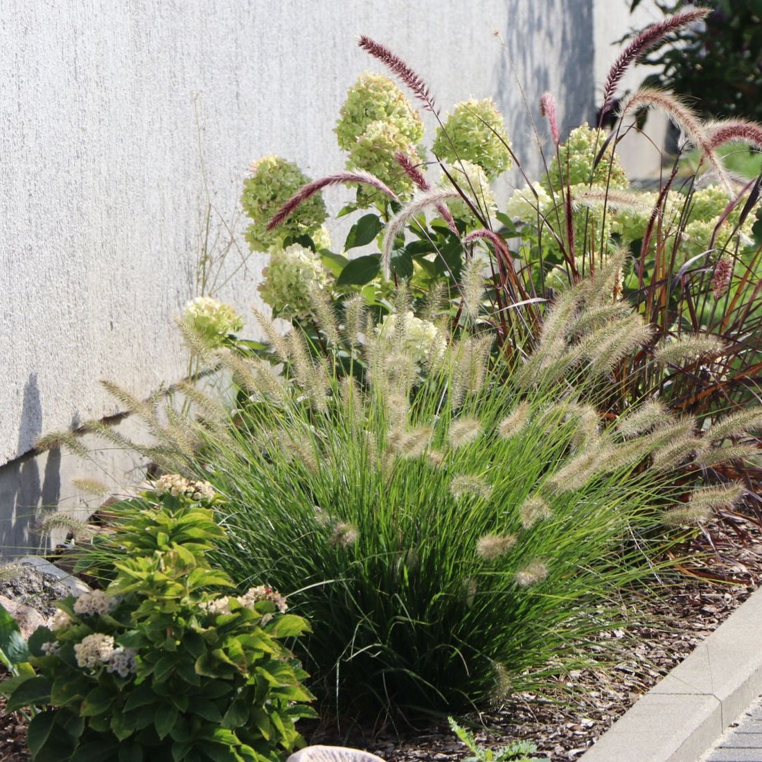 Dwarf White Fountain Grass &