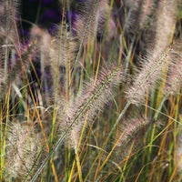 Dwarf White Fountain Grass 'Hameln'