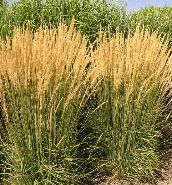 Feather Reed Grass, Karl Foerster – Eureka Farms