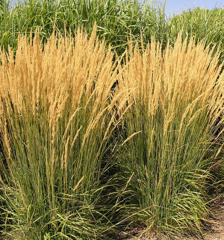 Feather Reed Grass, Karl Foerster