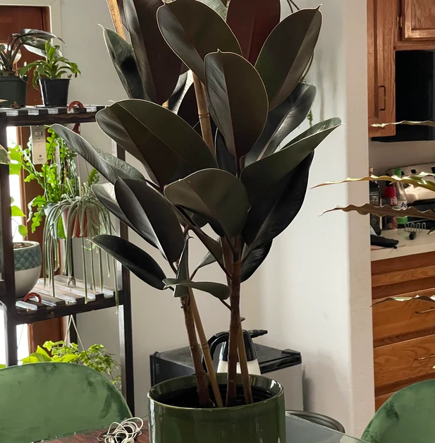 Ficus Rubber Tree Burgundy Tree Form Double