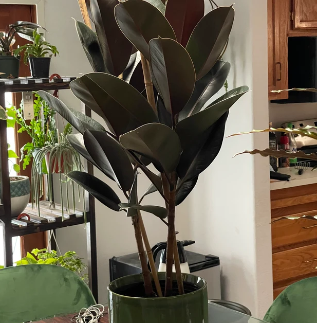Indoor Rubber Plant