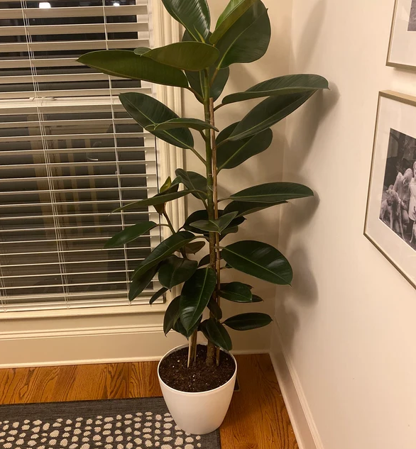 Ficus Elastica Melany Indian Green Rubber Tree