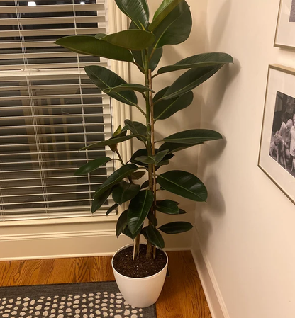 rubber trees africa Ficus Elastica Melany Indian Green Rubber Tree