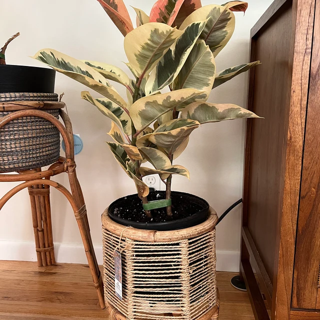 Ficus Tineke Tree Form Double, Variegated Rubber Tree