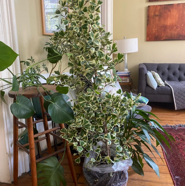 Ficus Triangularis Variegata, Bush Form Live Tropical Plant inside of a house