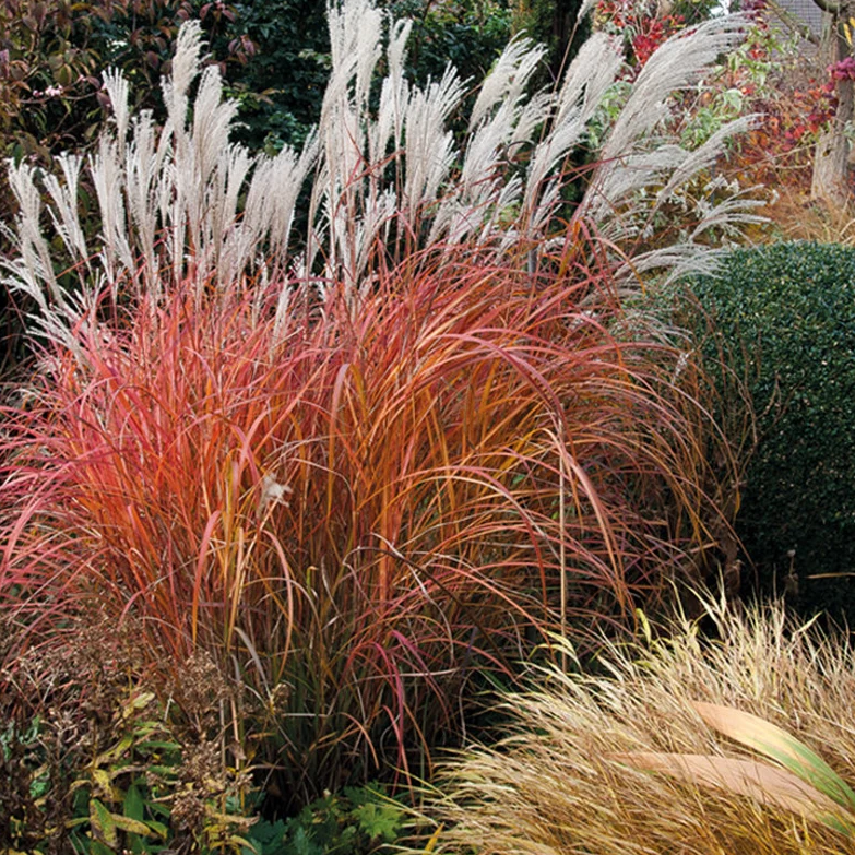 Flame Grass, Miscanthus Purpurascens