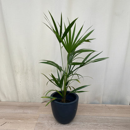 Florida Thatch Palm, Rare and Exotic in pot