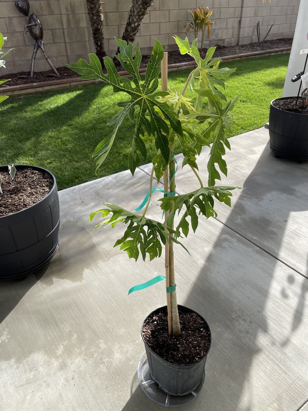 Papaya Red Lady Carica Pawpaw Fruit Tree