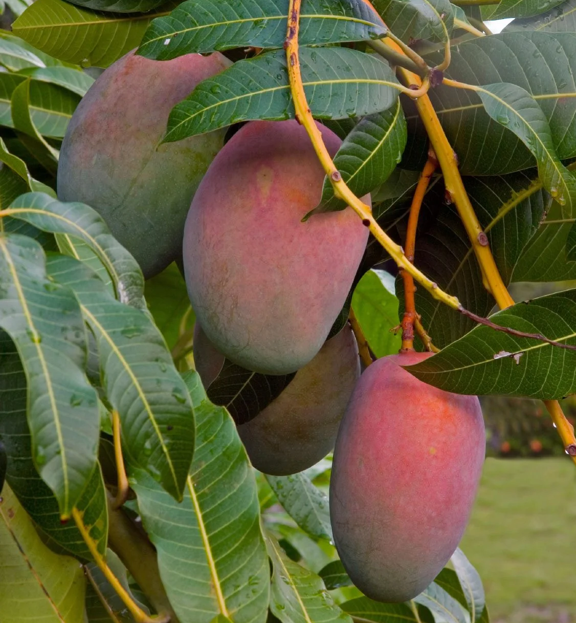 Haden Mango Fruit Tree, Mangifera indica