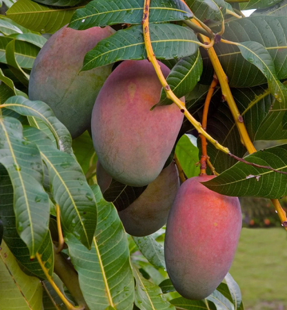 Carrie Mango Fruit Tree, Mangifera indica
