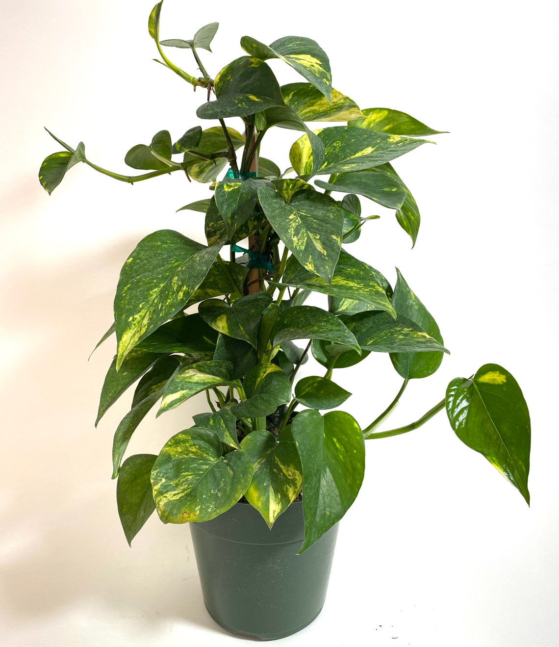 Golden Pothos in Trellis, Epipremnum Aureum – Eureka Farms