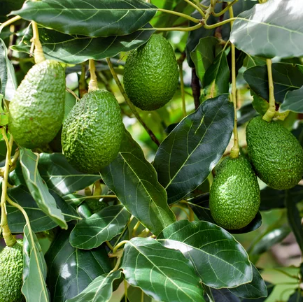 Hass avocado fruit tree with green fruits on the branches, leaves surrounding it, indicating it is alive and healthy.