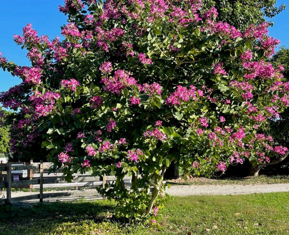 A mature Hong Kong Orchid tree (Bauhinia x blakeana) covered in vibrant pink-purple blossoms